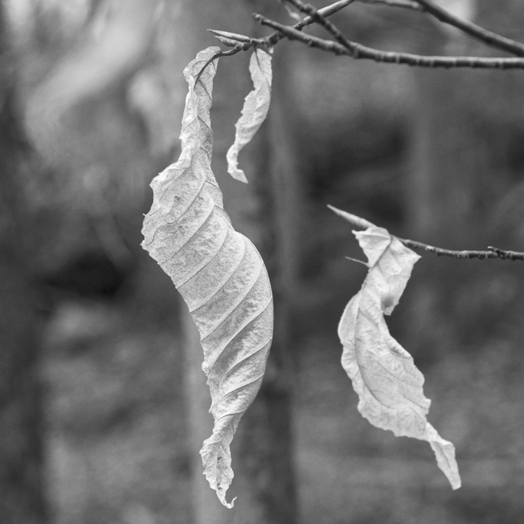 Empowerment coaching, photography and retreats; Photo Organization and Restoration work by Cheryl Kaiser